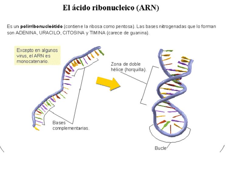 Ácido Ribonucleico (ARN) :: Biologia para Todos